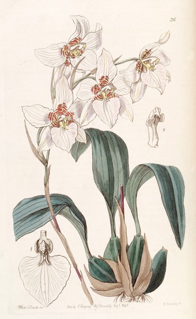 Rhynchostele cervantesii by Miss Drake
